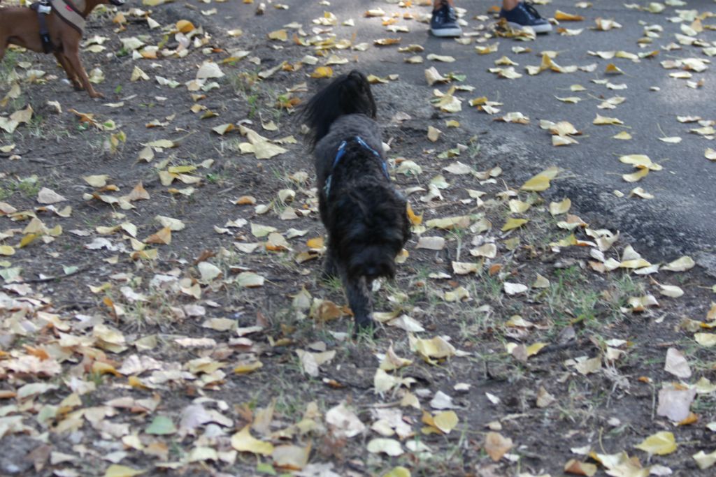 Teddy